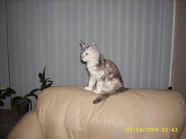 Maine Coon Toffie( Millemus) billede 3