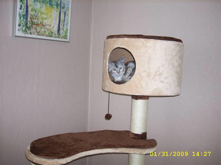 Maine Coon Toffie( Millemus) - Vores flotte nye kræsetræ.. billede 4