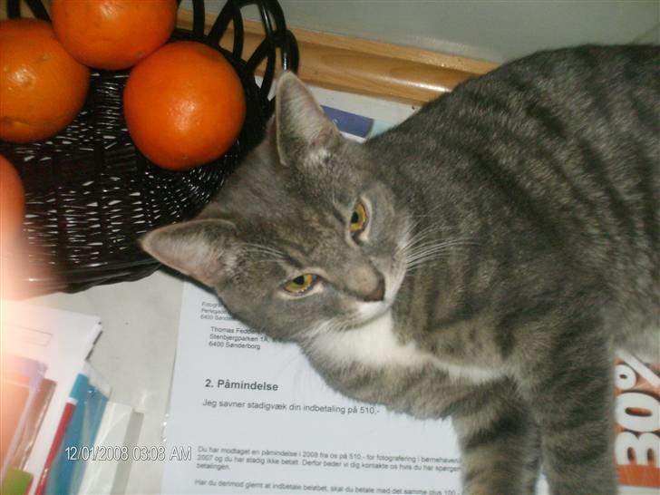 Huskat oskar...<''3 billede 1