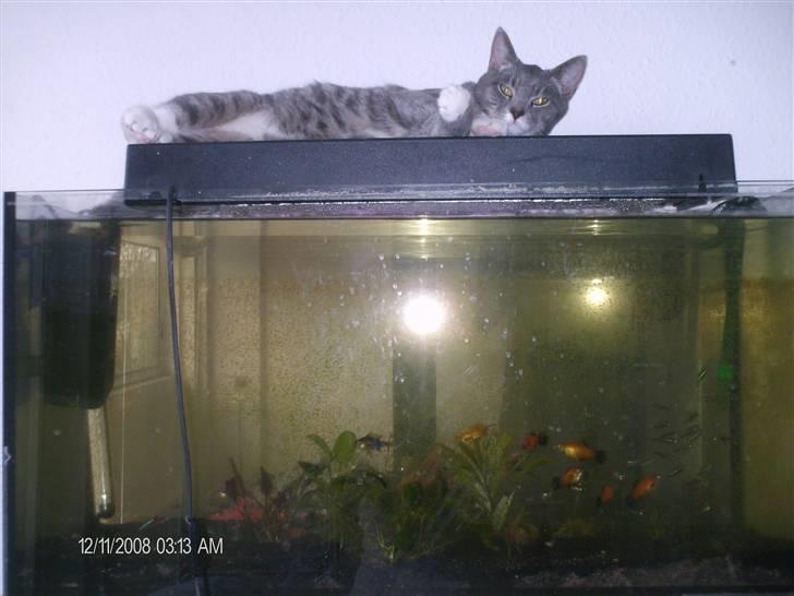 Huskat oskar...<''3 billede 2