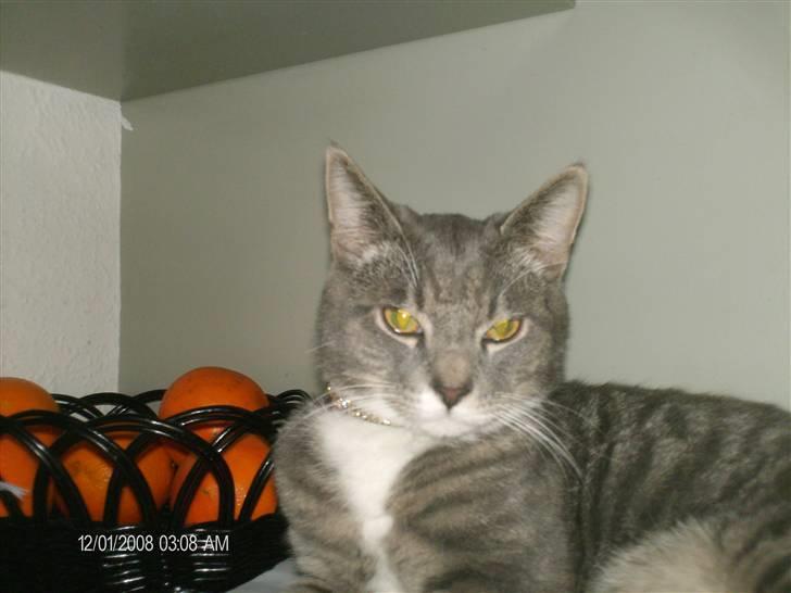 Huskat oskar...<''3 billede 4