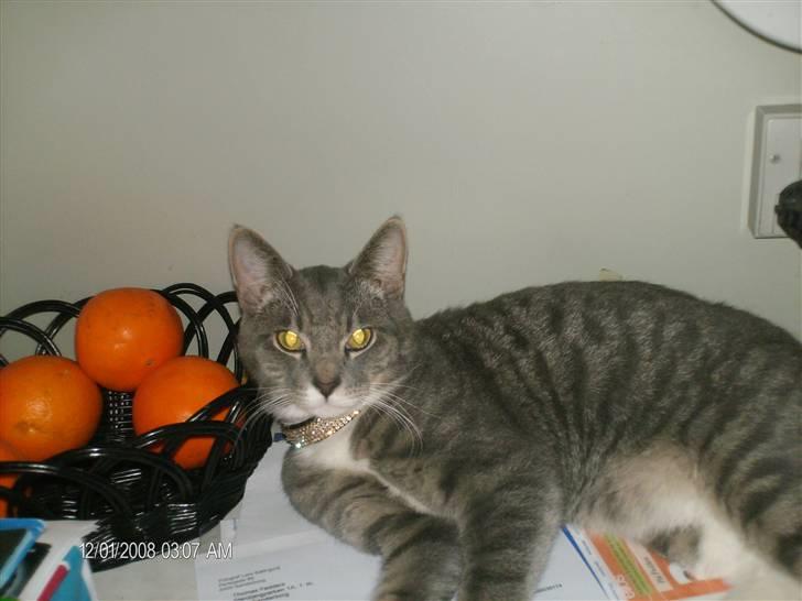 Huskat oskar...<''3 billede 5