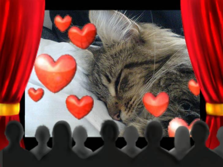 Maine Coon Tarzan billede 8