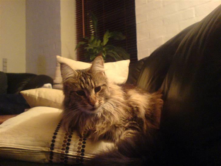 Maine Coon Tarzan billede 9