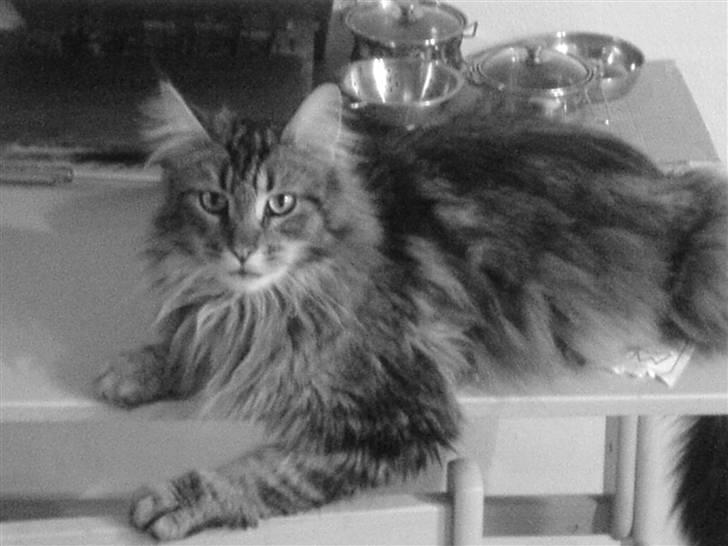 Maine Coon Tarzan billede 10