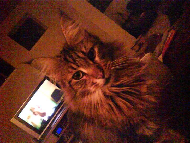 Maine Coon Tarzan billede 12