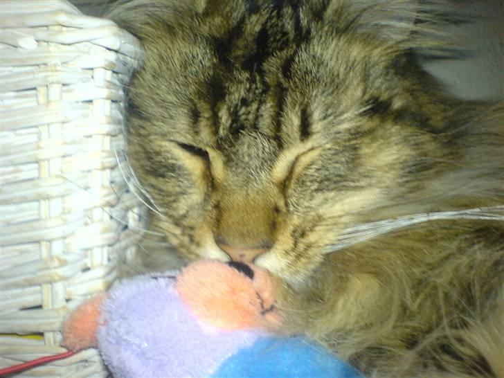 Maine Coon Tarzan billede 13