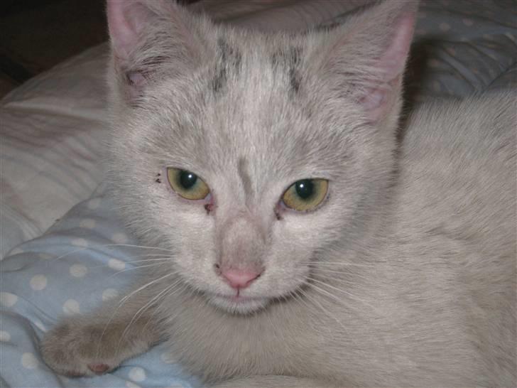 Huskat Speedy (R.I.P d. 18/2 09) - smukke mis da ;) billede 1