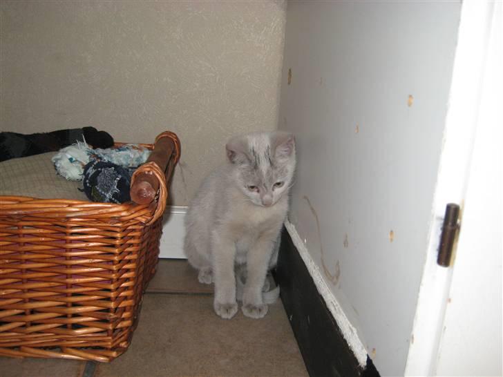 Huskat Speedy (R.I.P d. 18/2 09) billede 3