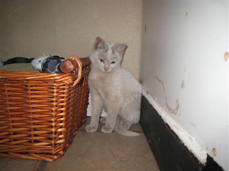 Huskat Speedy (R.I.P d. 18/2 09) billede 4