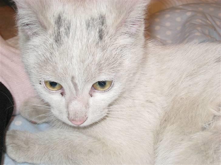 Huskat Speedy (R.I.P d. 18/2 09) - er du blevet lidt træt lille ven? billede 6