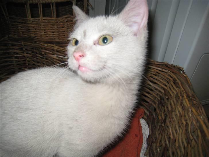 Huskat Speedy (R.I.P d. 18/2 09) - at sidde i kurven er bare livet! billede 7