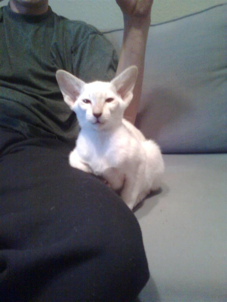 Siameser "Knick-Knak"'s Luna Lucia billede 7