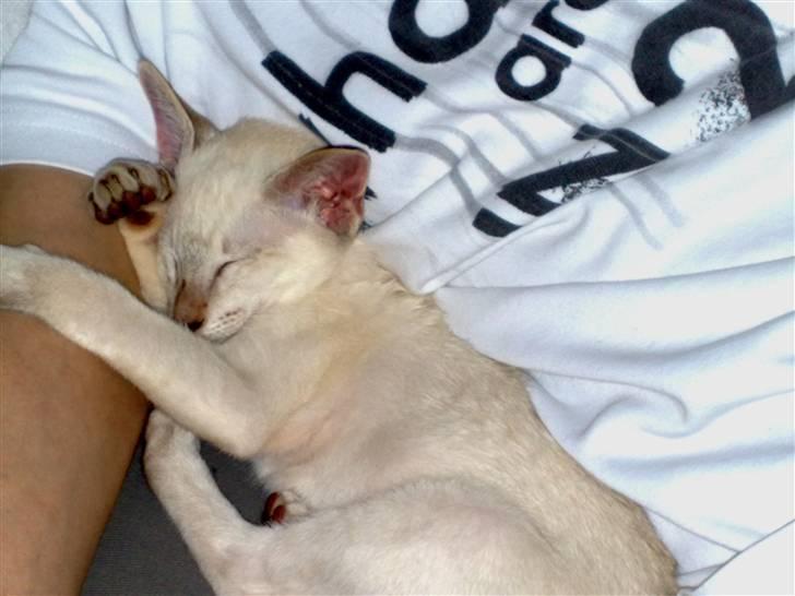 Siameser "Knick-Knak"'s Luna Lucia billede 8
