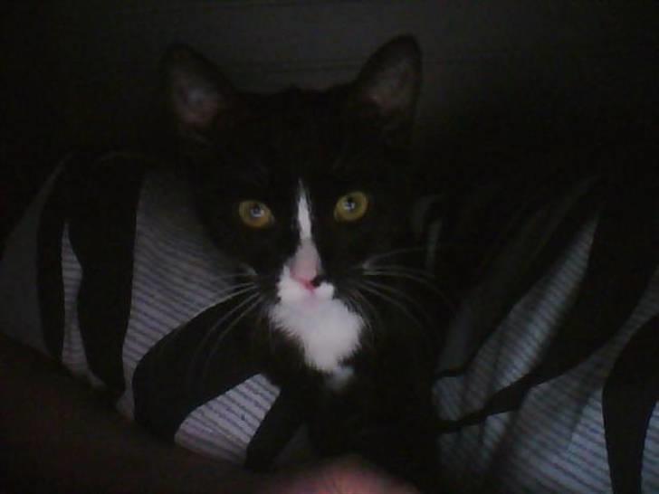 Huskat sabina(død) billede 1