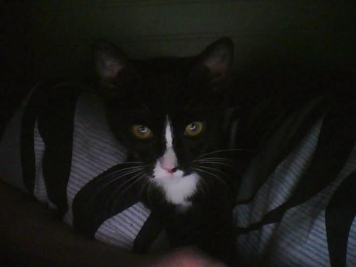 Huskat sabina(død) billede 2