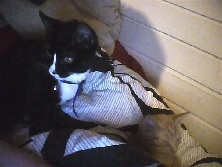 Huskat sabina(død) billede 3