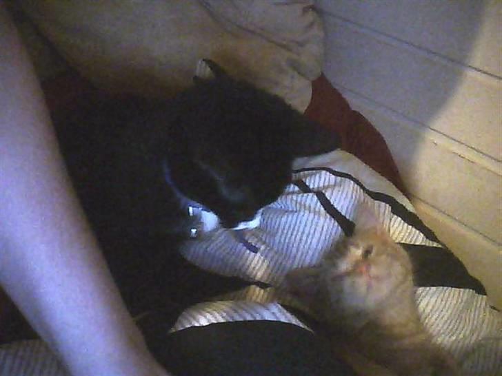 Huskat sabina(død) billede 4