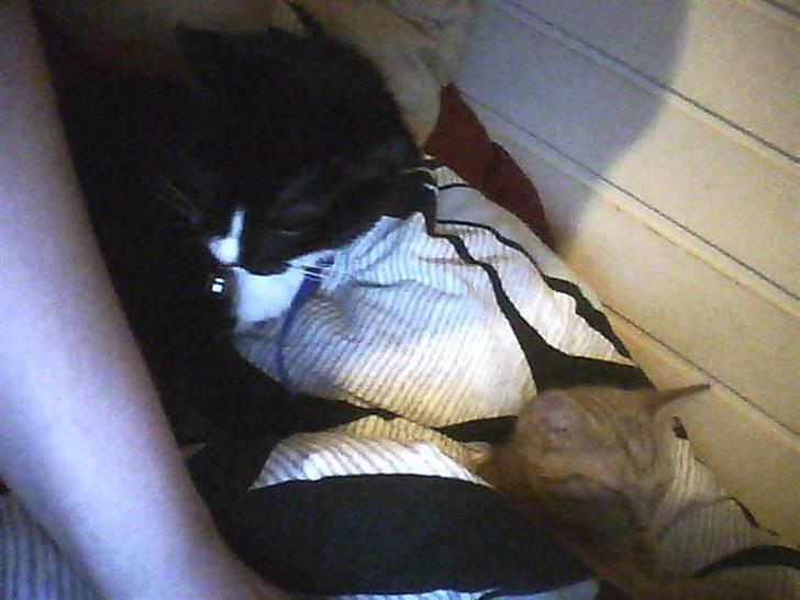 Huskat sabina(død) billede 5