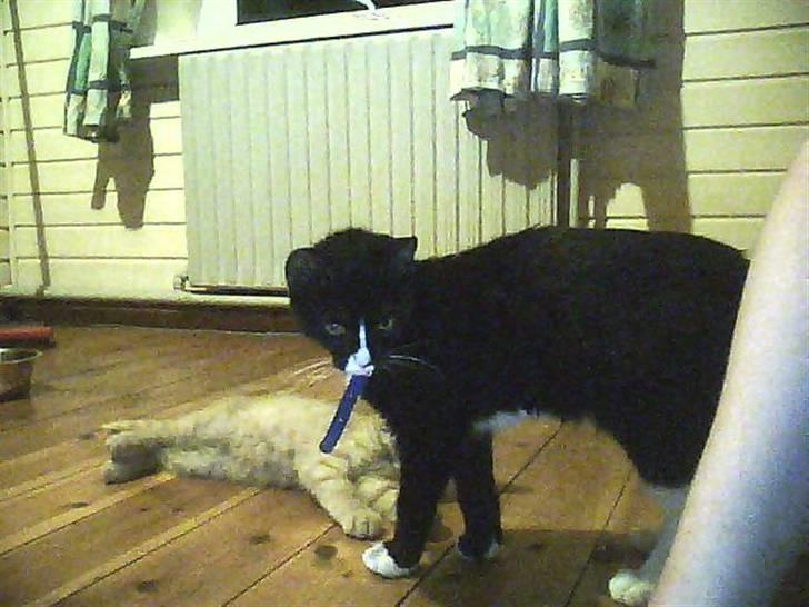 Huskat sabina(død) billede 6