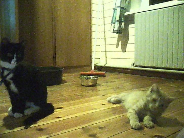 Huskat sabina(død) billede 7