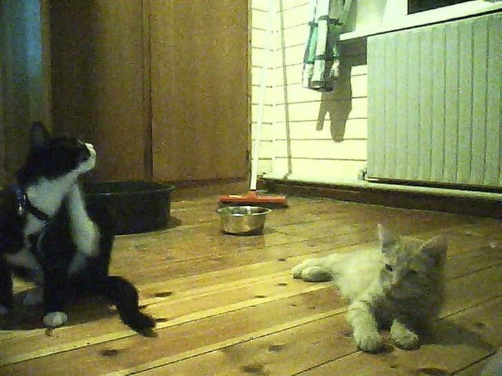 Huskat sabina(død) billede 8