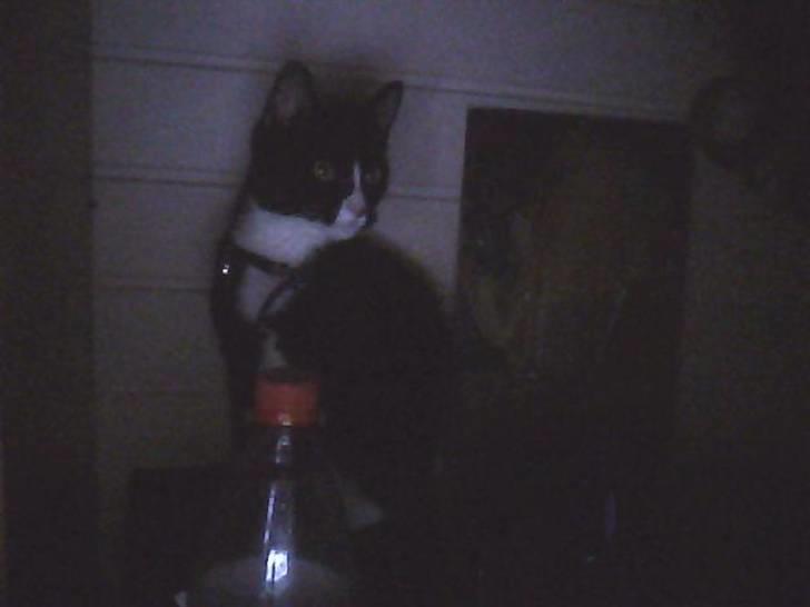 Huskat sabina(død) billede 9