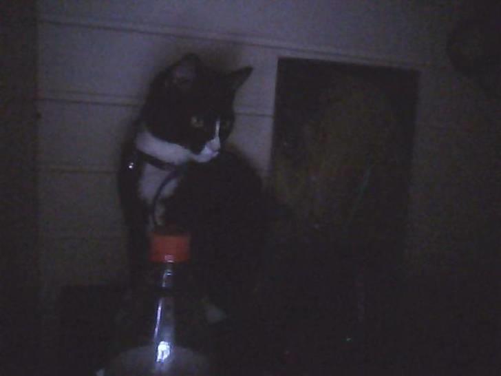 Huskat sabina(død) billede 10