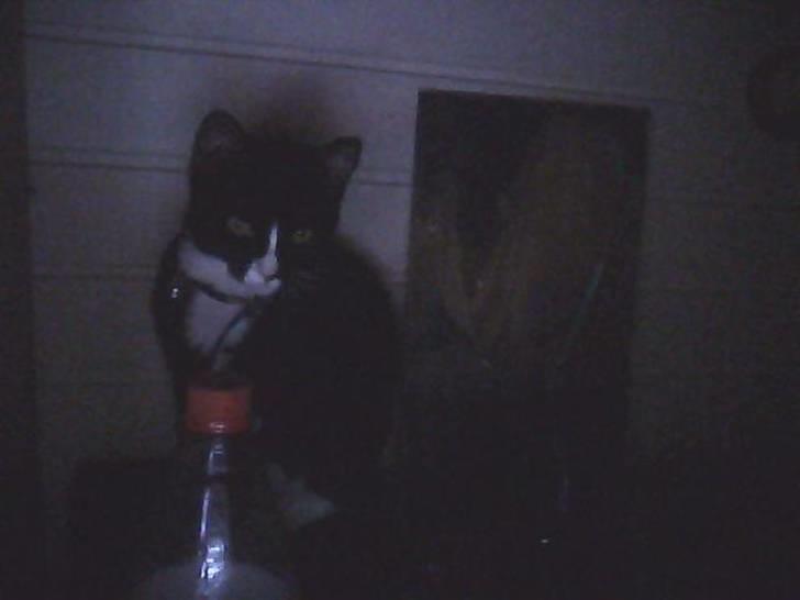 Huskat sabina(død) billede 11