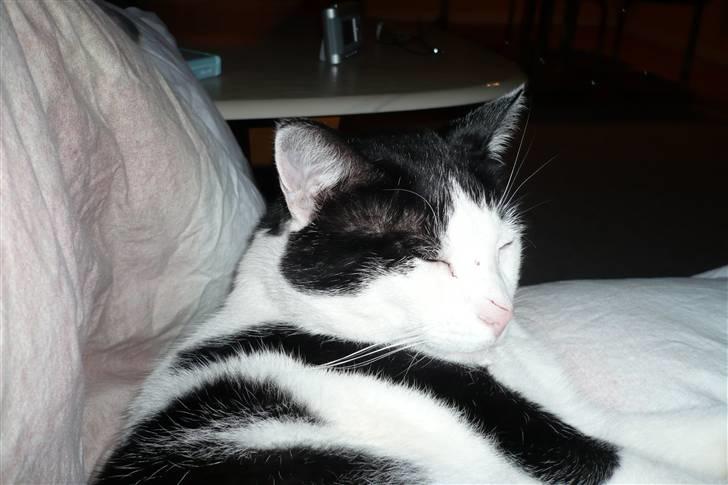 Huskat Bølle - Bølle <3 billede 14