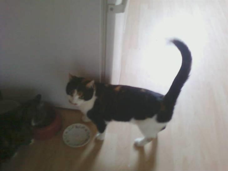 Huskat mamba<3 fundet billede 2