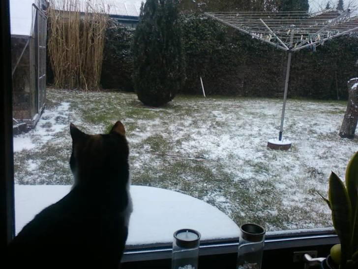 Huskat mamba<3 fundet billede 3