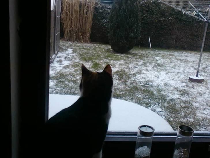 Huskat mamba<3 fundet billede 4