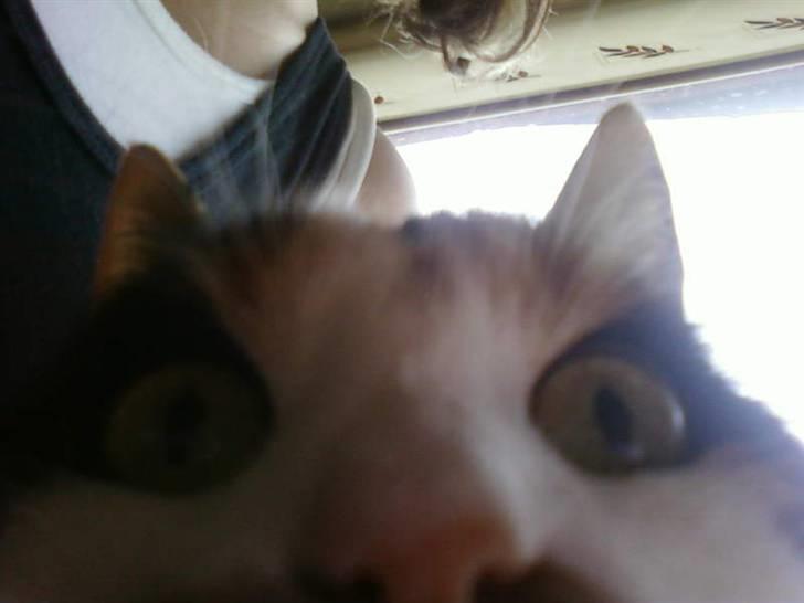 Huskat mamba<3 fundet billede 5