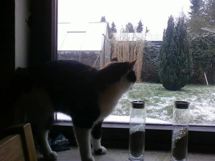 Huskat mamba<3 fundet billede 6