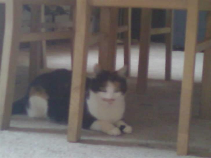 Huskat mamba<3 fundet billede 7