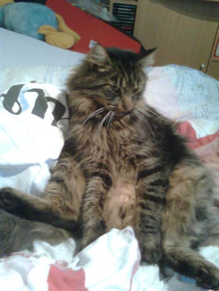 Norsk Skovkat Nero - 05-01-2009 Her ligger jeg så og ser ud over Heidi´s værelse billede 7