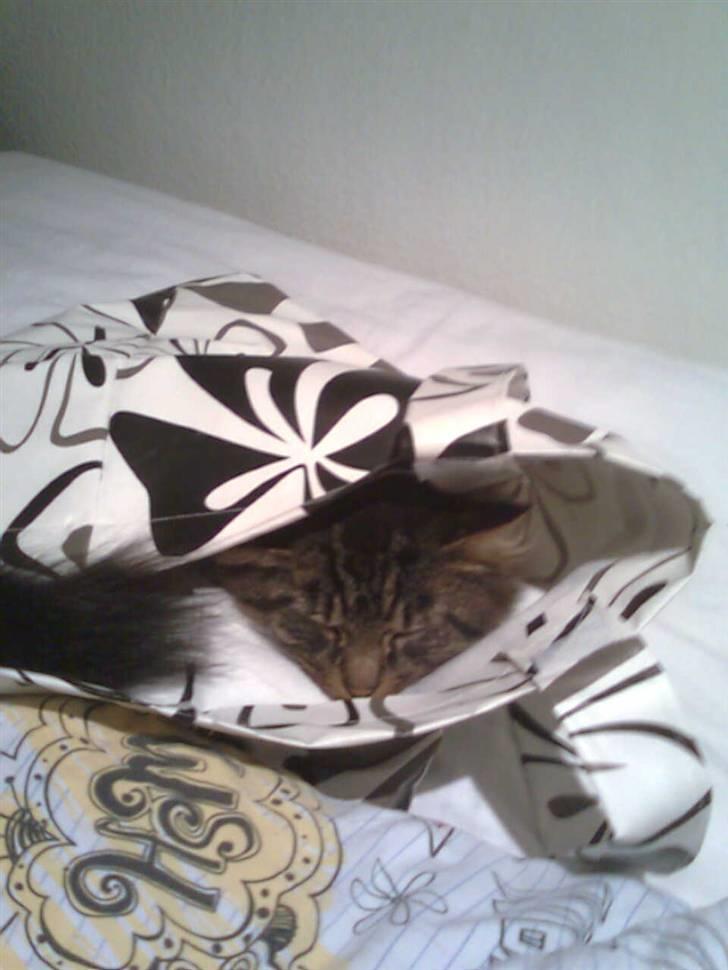 Norsk Skovkat Nero - 25-11-2008 Heidi skulle i skole, men jeg ville med... billede 8