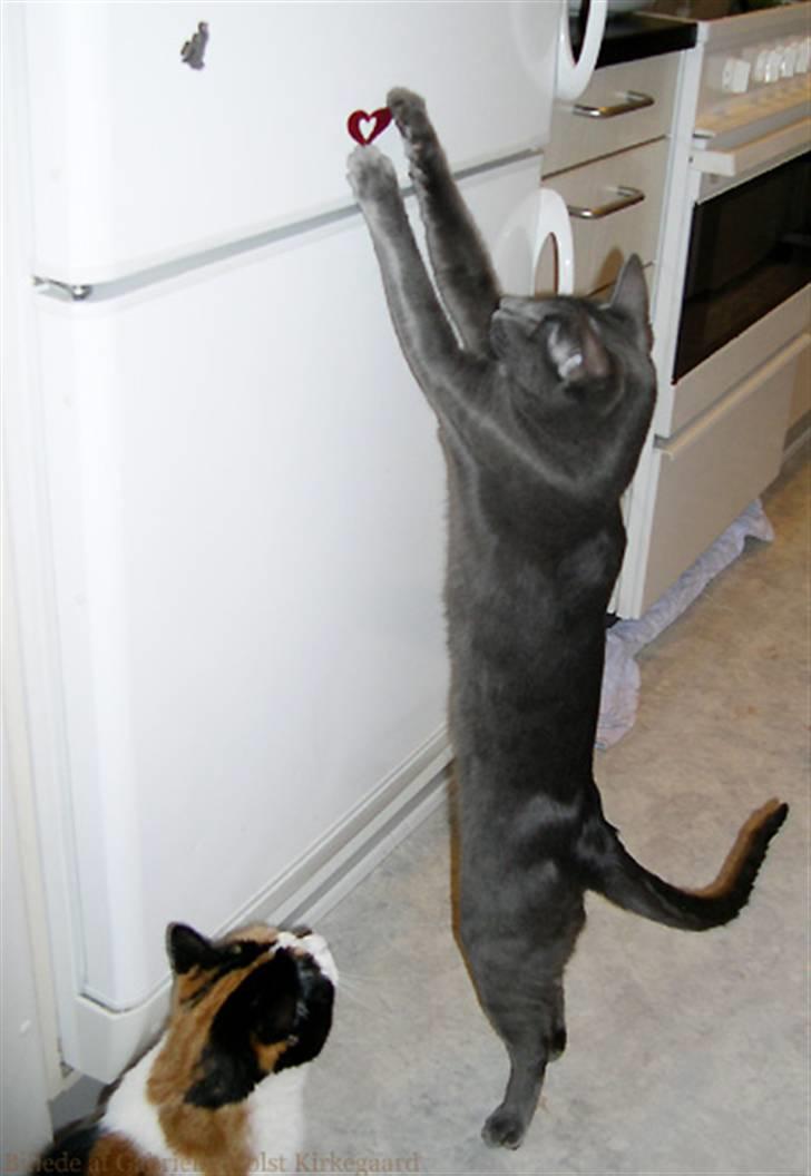 Blanding af racer Tøsen - måske jeg kan nå.....selvom jeg egentlig ikke må... billede 1