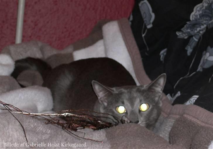 Blanding af racer Tøsen - var der nogen der sagde påfuglefjer? billede 2