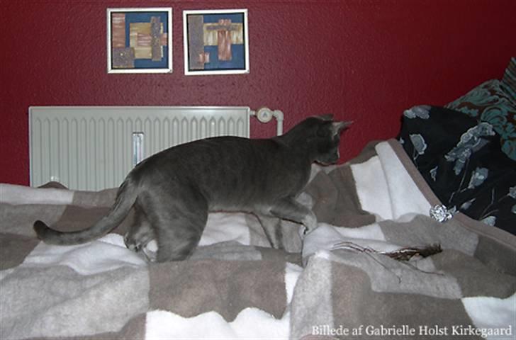 Blanding af racer Tøsen billede 3