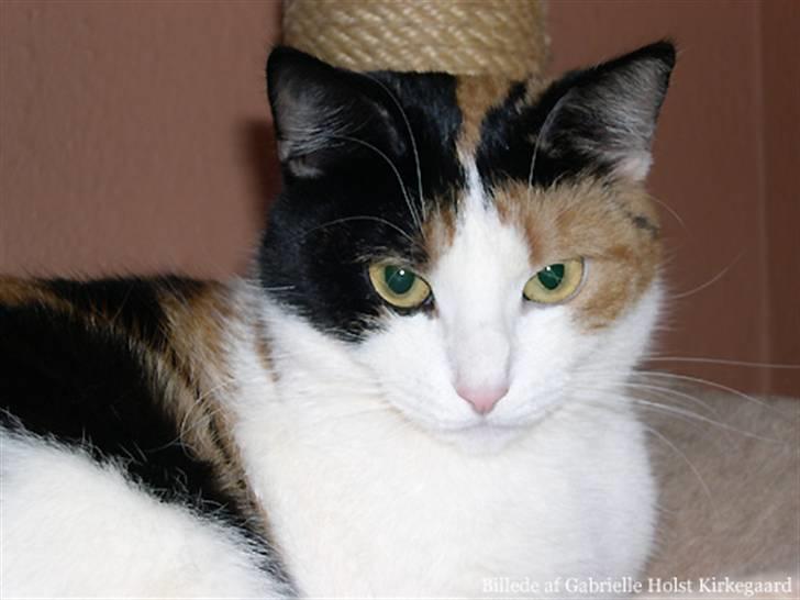 Blanding af racer Pomfritten billede 1