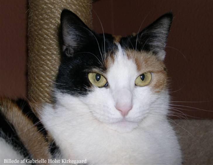 Blanding af racer Pomfritten billede 2