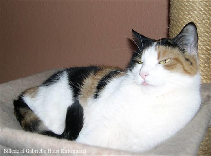 Blanding af racer Pomfritten billede 3