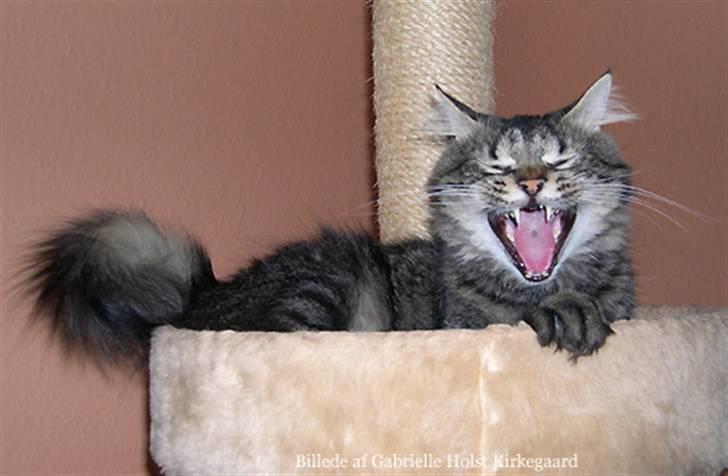 Norsk Skovkat Emil billede 1