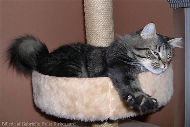 Norsk Skovkat Emil billede 2