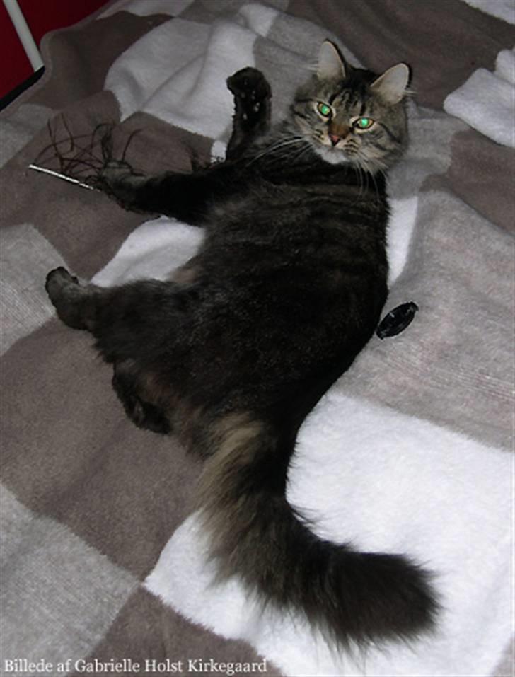 Norsk Skovkat Emil billede 3