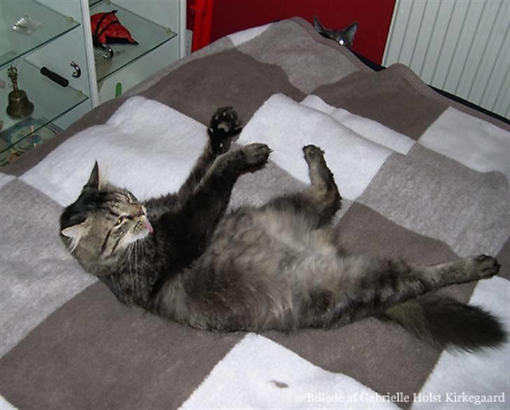 Norsk Skovkat Emil billede 4