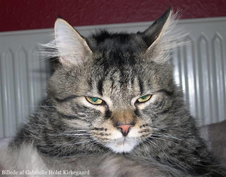 Norsk Skovkat Emil billede 5