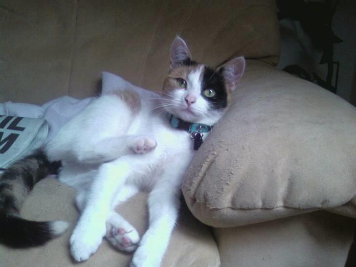 Huskat toffy billede 6